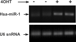 rt-pcr analysis